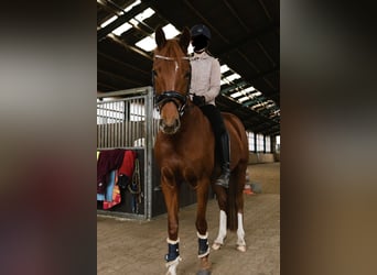 Poney de selle allemand, Jument, 9 Ans, 155 cm, Alezan