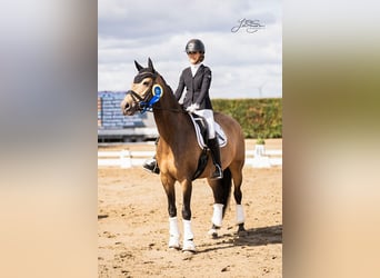 Poney de selle allemand, Jument, 9 Ans, 155 cm, Buckskin