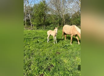 Poney de selle allemand, Jument, Poulain (03/2024), 103 cm, Palomino