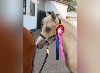 Poney de selle allemand, Jument, Poulain (03/2026), 145 cm, Palomino