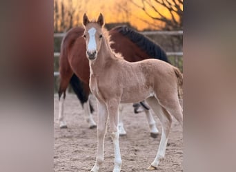 Poney de selle allemand, Jument, Poulain (03/2026), 145 cm, Palomino
