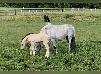 Poney de selle allemand, Jument, Poulain (04/2026), 146 cm, Gris (bai-dun)