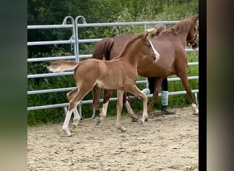 Poney de selle allemand, Jument, Poulain (04/2024), 147 cm, Alezan