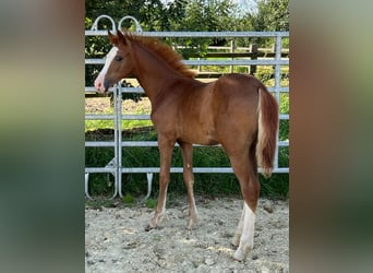 Poney de selle allemand, Jument, Poulain (04/2024), 147 cm, Alezan