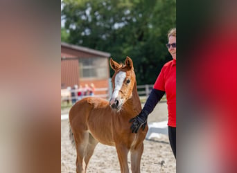 Poney de selle allemand, Jument, Poulain (04/2024), 148 cm, Bai