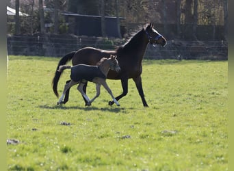 Poney de selle allemand, Jument, Poulain (03/2023), 148 cm, Buckskin