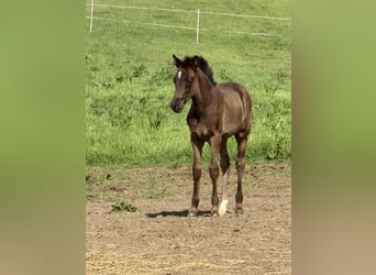 Poney de selle allemand, Jument, Poulain (02/2026), 148 cm