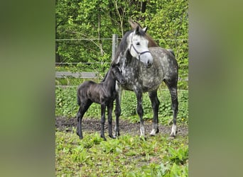 Poney de selle allemand, Jument, Poulain (04/2024), 148 cm, Gris noir