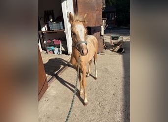 Poney de selle allemand, Jument, Poulain (05/2026), 148 cm, Palomino