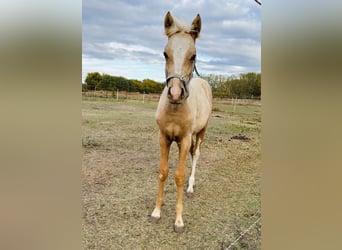 Poney de selle allemand, Jument, Poulain (05/2026), 148 cm, Palomino