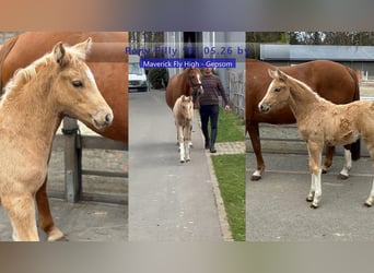 Poney de selle allemand, Jument, Poulain (03/2026), 148 cm, Palomino