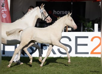 Poney de selle allemand, Jument, Poulain (03/2023), 148 cm, Perlino