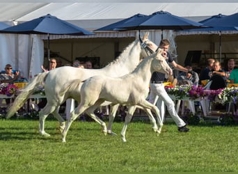 Poney de selle allemand, Jument, Poulain (03/2023), 148 cm, Perlino