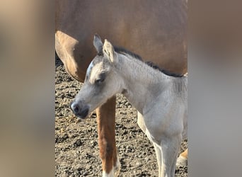 Poney de selle allemand, Jument, , 150 cm, Buckskin