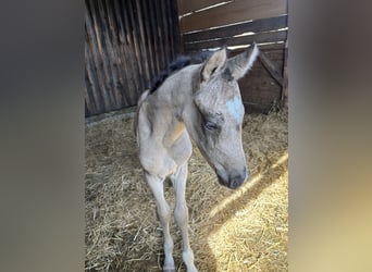 Poney de selle allemand, Jument, , 150 cm, Buckskin
