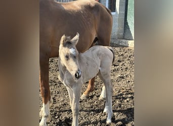Poney de selle allemand, Jument, , 150 cm, Buckskin