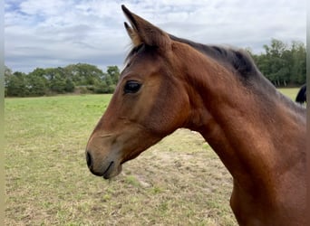Poney de selle allemand, Jument, Poulain (04/2026), 155 cm, Bai