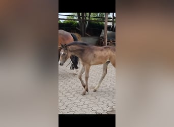 Poney de selle allemand, Jument, , 155 cm, Buckskin