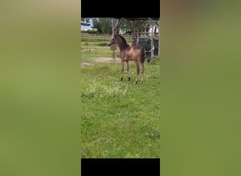 Poney de selle allemand, Jument, , 155 cm, Buckskin