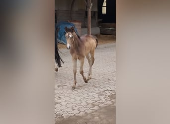 Poney de selle allemand, Jument, , 155 cm, Buckskin