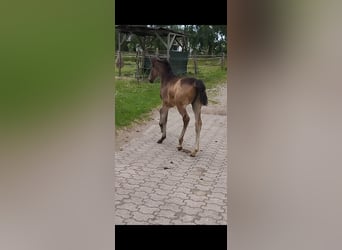 Poney de selle allemand, Jument, , 155 cm, Buckskin