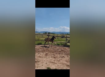 Poney de selle allemand, Jument, , 155 cm, Buckskin