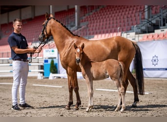 Poney de selle allemand, Jument, Poulain (05/2023), Alezan