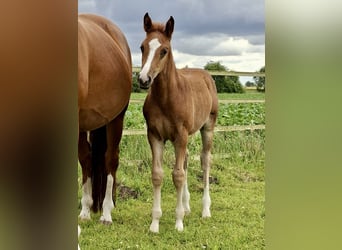 Poney de selle allemand, Jument, Poulain (04/2026), Alezan
