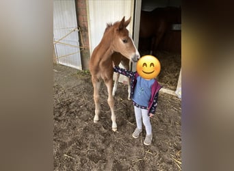 Poney de selle allemand, Jument, Poulain (04/2026), Alezan