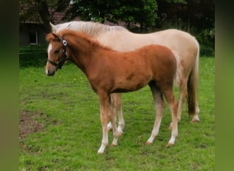 Poney de selle allemand, Jument, Poulain (01/2026), Alezan
