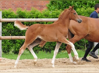 Poney de selle allemand, Jument, Poulain (03/2026), Alezan