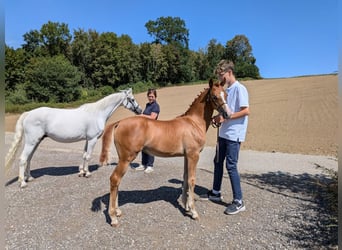 Poney de selle allemand, Jument, Poulain (04/2026), Alezan
