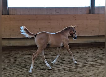 Poney de selle allemand, Jument, Poulain (04/2026), Alezan
