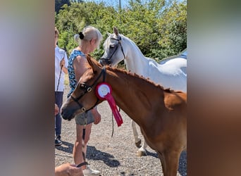 Poney de selle allemand, Jument, Poulain (04/2026), Alezan