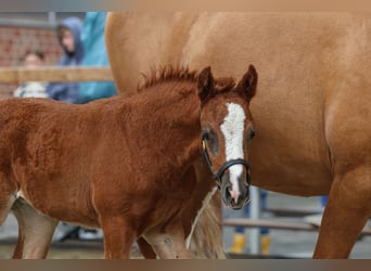 Poney de selle allemand, Jument, Poulain (05/2025), Alezan