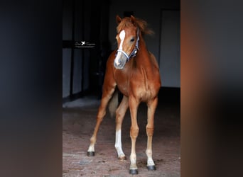 Poney de selle allemand, Jument, Poulain (02/2024), Alezan