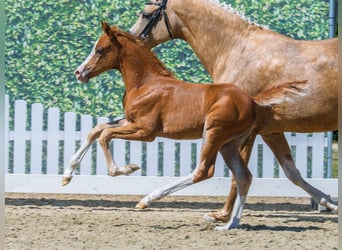 Poney de selle allemand, Jument, Poulain (06/2026), Alezan