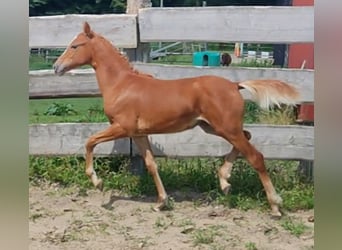 Poney de selle allemand, Jument, Poulain (03/2024), Alezan