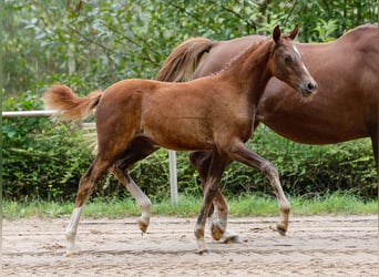 Poney de selle allemand, Jument, Poulain (05/2024), Alezan