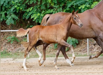 Poney de selle allemand, Jument, Poulain (05/2024), Alezan