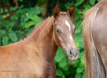 Poney de selle allemand, Jument, Poulain (05/2024), Alezan