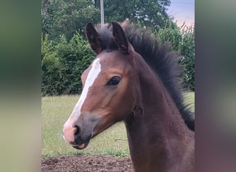 Poney de selle allemand, Jument, Poulain (05/2024), Bai brun