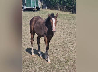 Poney de selle allemand, Jument, Poulain (05/2024), Bai brun