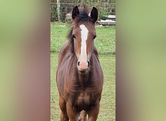 Poney de selle allemand, Jument, Poulain (05/2024), Bai brun