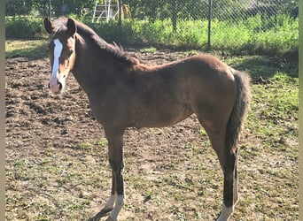 Poney de selle allemand, Jument, Poulain (05/2024), Bai brun