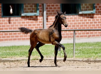 Poney de selle allemand, Jument, Poulain (04/2026), Bai brun