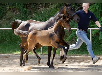 Poney de selle allemand, Jument, Poulain (04/2026), Bai brun