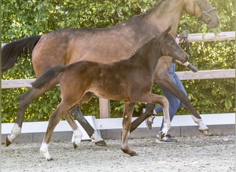 Poney de selle allemand, Jument, , Bai brun