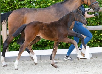 Poney de selle allemand, Jument, , Bai brun