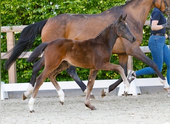 Poney de selle allemand, Jument, , Bai brun